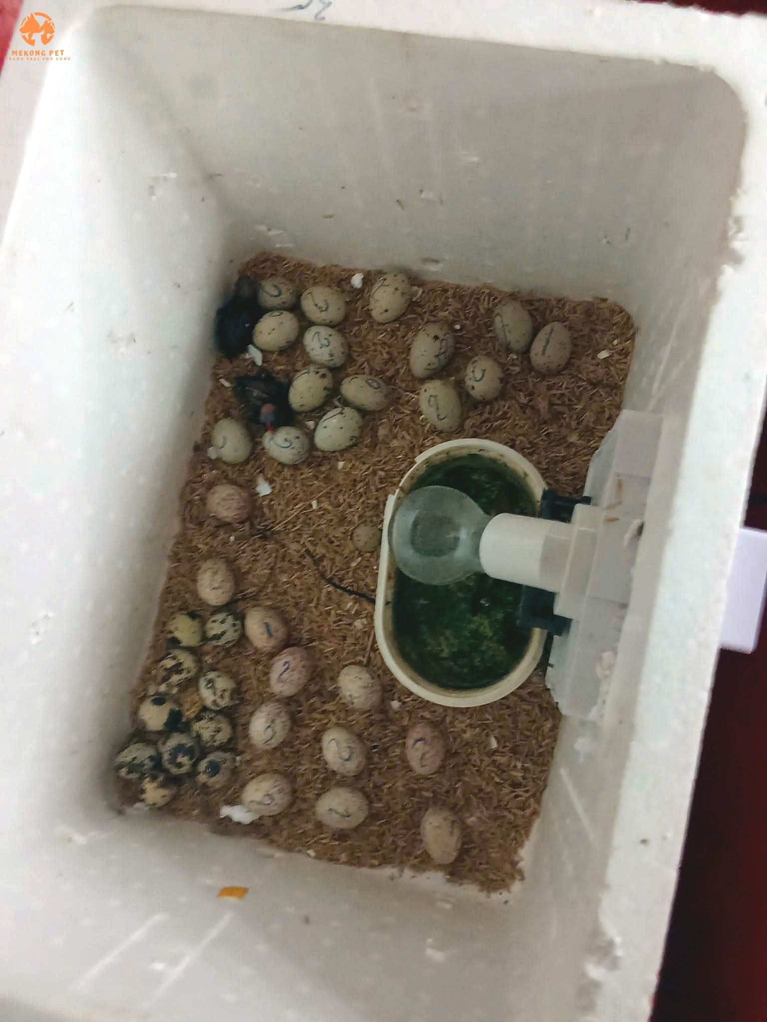 Chim trích tré được úm đèn trong máy ấp trước khi nở thành chim non